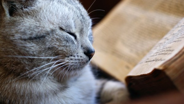 Read A Day in the Life of a Bookstore Cat