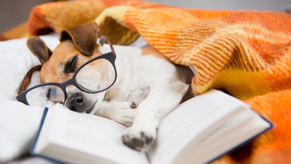 Read The Book Nerd’s Guide to Canine Reading Habits