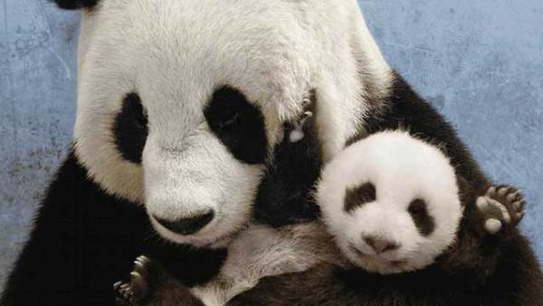 Read 7 Books for Kids Who Love Pandas